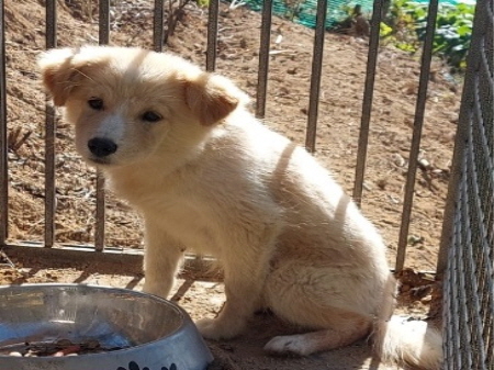 원주시동물보호센터_442419202400871