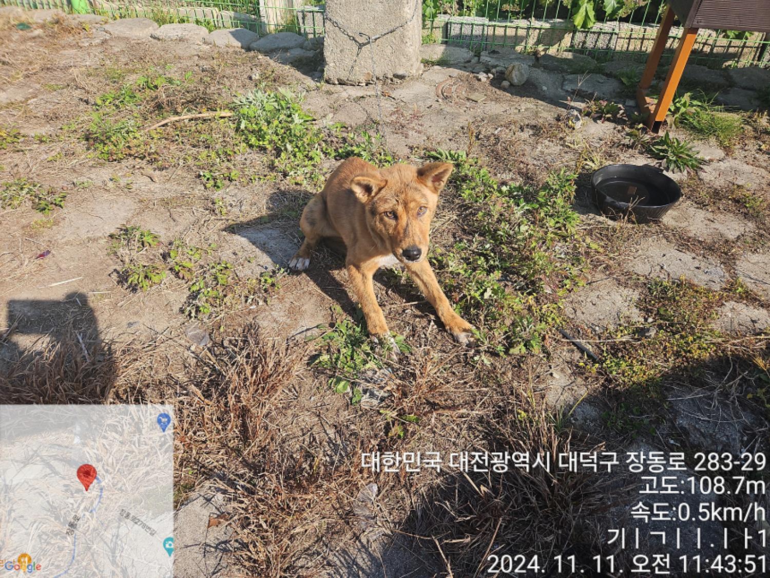 대전동물보호센터_430368202400513