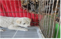 유기동물및관리협회_448535202401345
