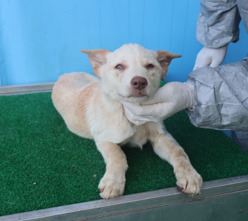 제주 동물보호센터_450650202403358