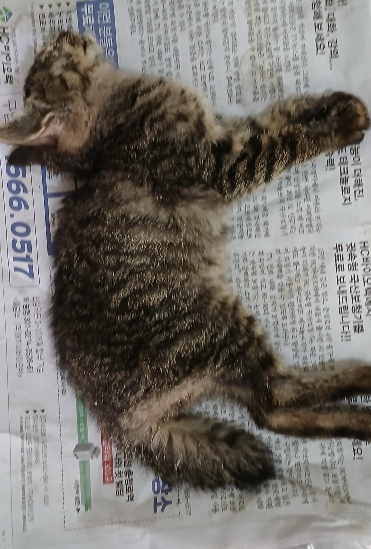 대구유기동물보호협회_427344202400376