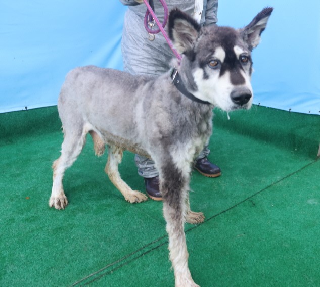 제주 동물보호센터_450650202403385