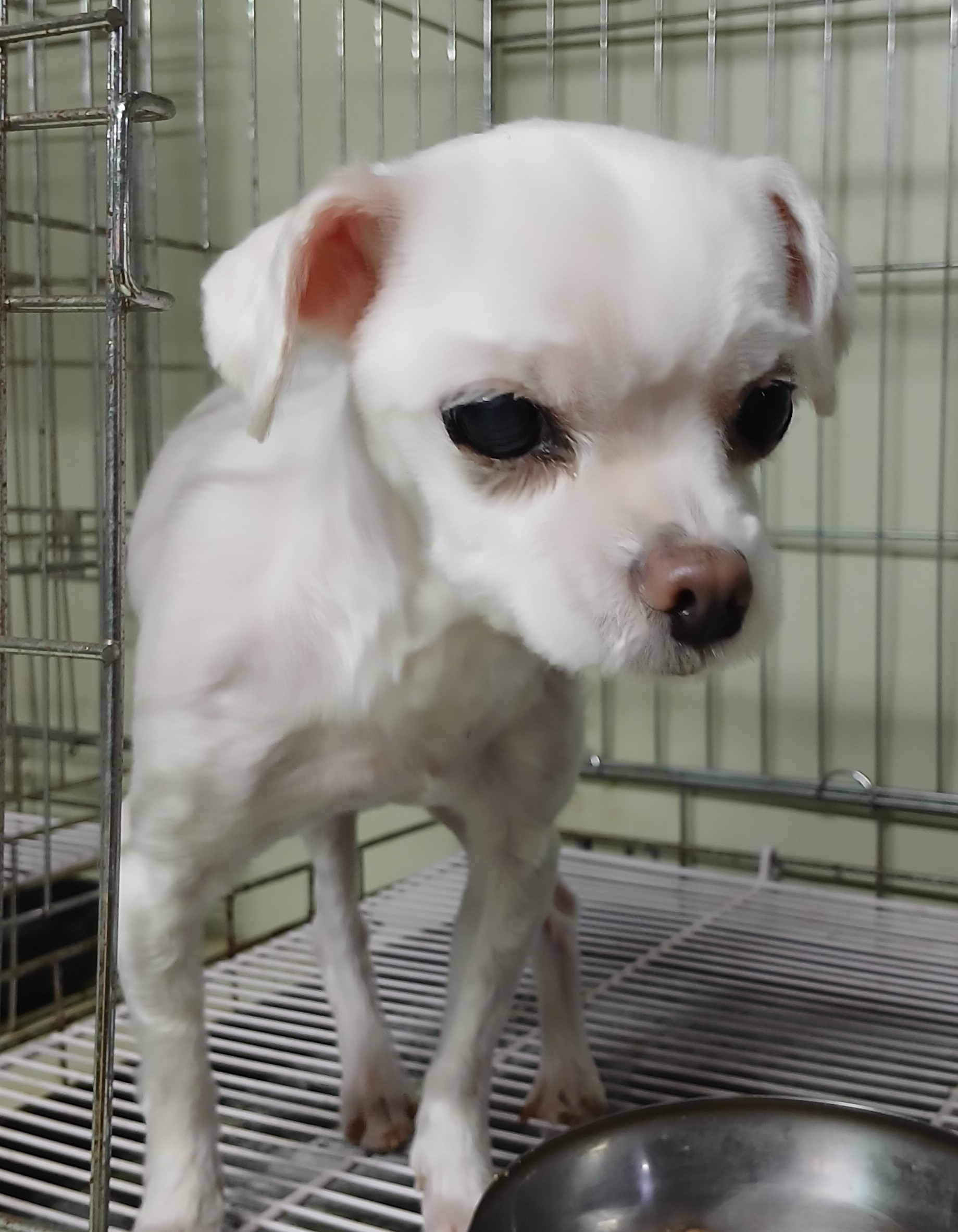 대구유기동물보호센터_427342202400926