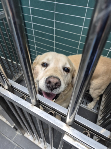 춘천시 동물보호센터_442418202401202