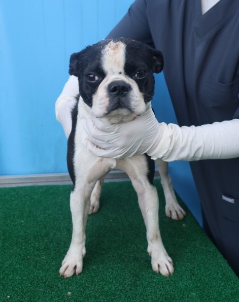 제주 동물보호센터_450650202403363