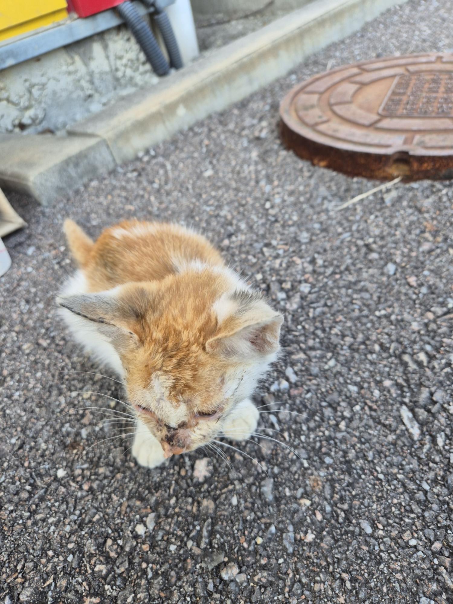 인제군동물보호센터_442433202400534