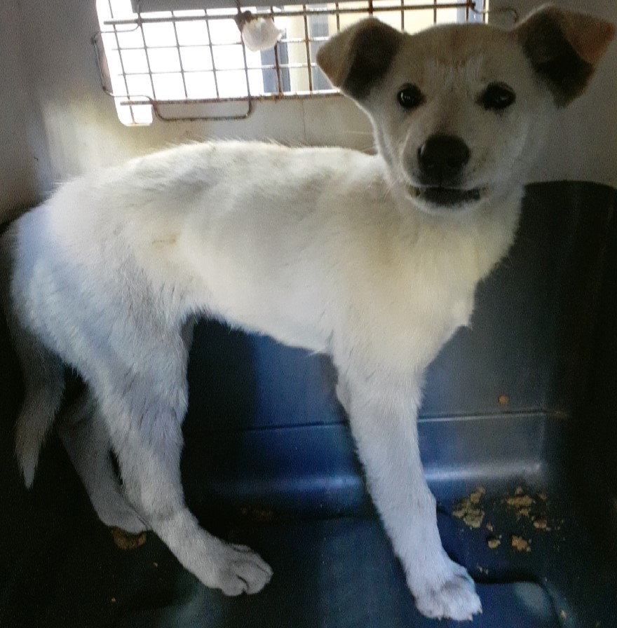 오산 유기동물보호소_441400202400783