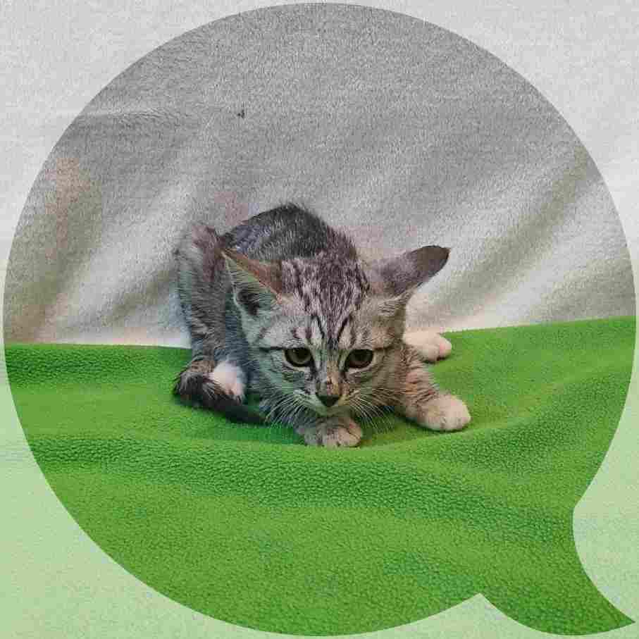 군산유기동물보호센터_445467202402333