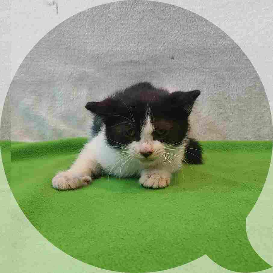 군산유기동물보호센터_445467202402331