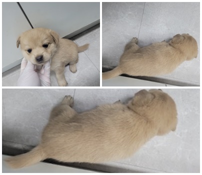 논산시 동물보호센터_444454202401099