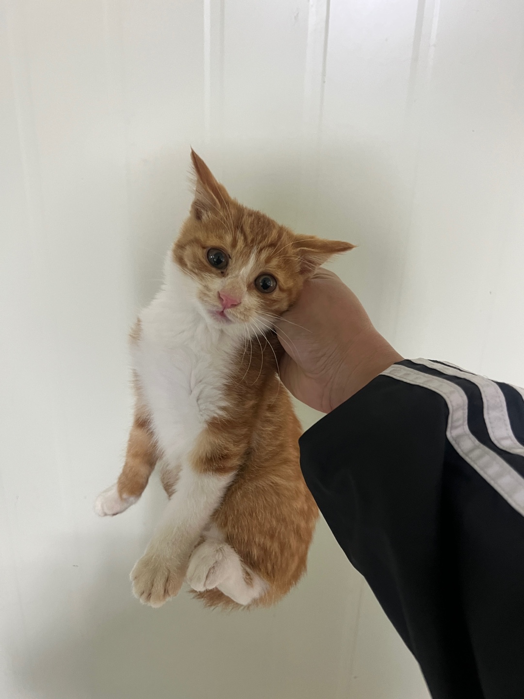 부산동물보호센터_426326202400662