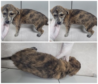 논산시 동물보호센터_444454202401095