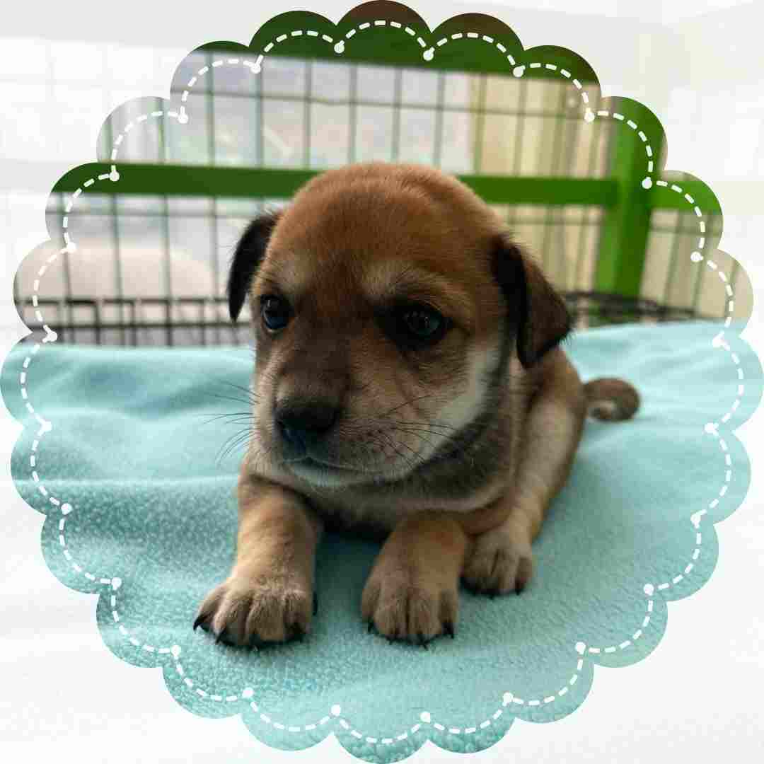 군산유기동물보호센터_445467202402341