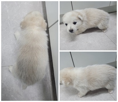 논산시 동물보호센터_444454202401097