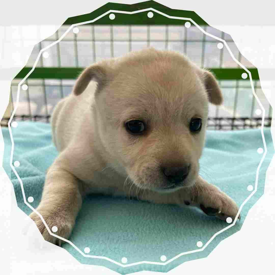 군산유기동물보호센터_445467202402340
