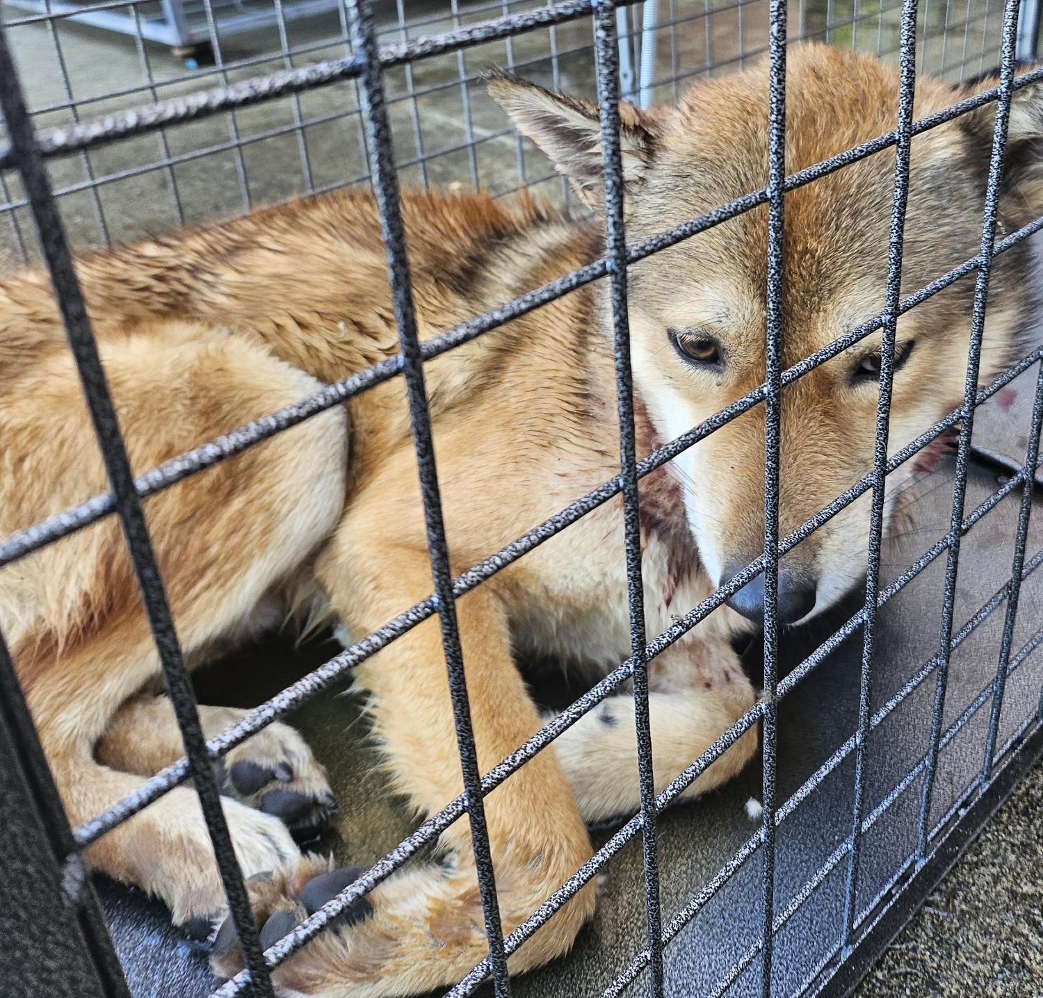 통영시동물보호센터_448533202400783