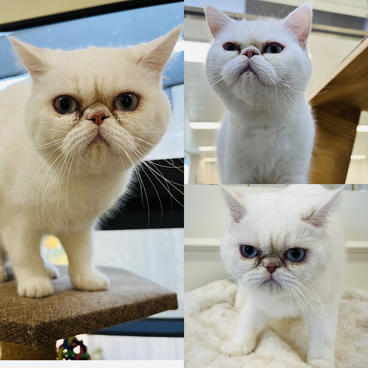[고양이] 이그저틱 경북-경주-2024-01014 유기동물 배경 이미지 입니다.