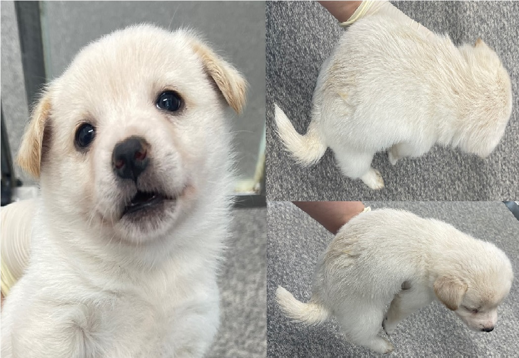 서산시 동물보호센터_444453202401571