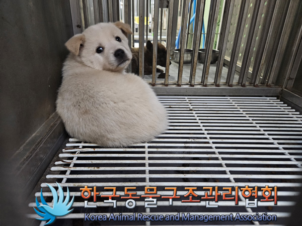 한국동물구조관리협회_441409202401788