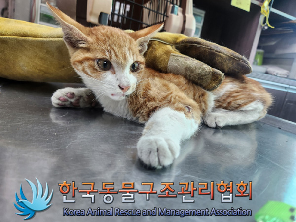 한국동물구조관리협회_441559202401349