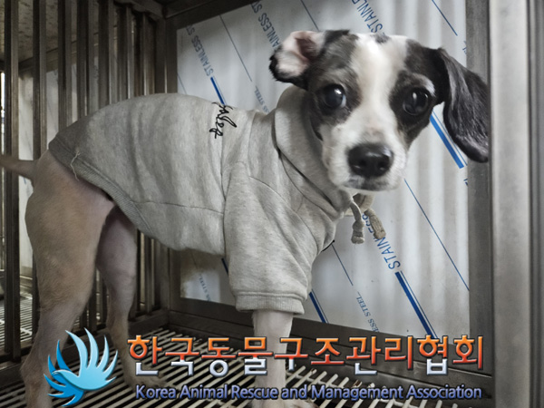 한국동물구조관리협회_441382202400815