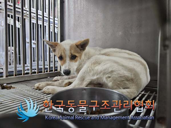 한국동물구조관리협회_441559202401345