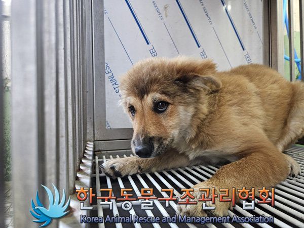 한국동물구조관리협회_441559202401346