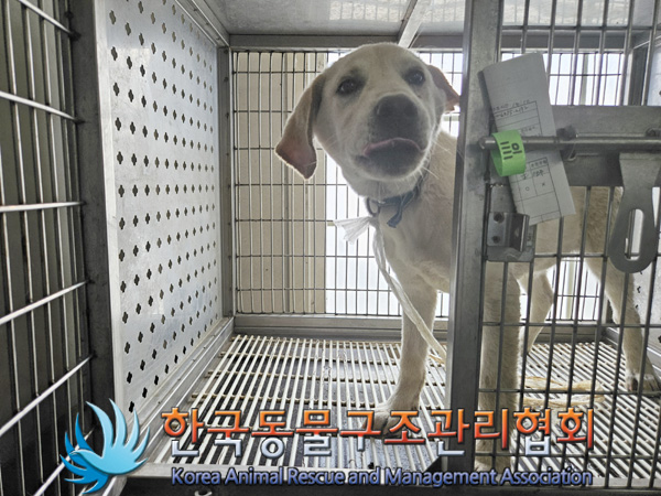 한국동물구조관리협회_441559202401347