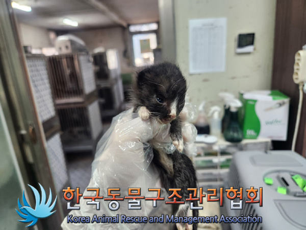 한국동물구조관리협회_441414202400987