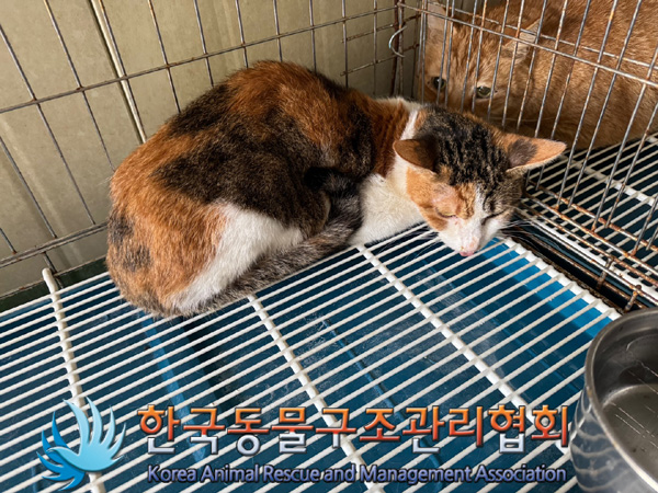 한국동물구조관리협회_411315202400605