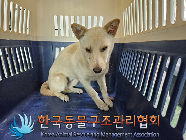 한국동물구조관리협회_441392202400277