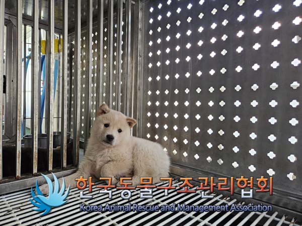 한국동물구조관리협회_441409202401787
