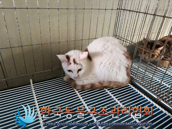 한국동물구조관리협회_411315202400607