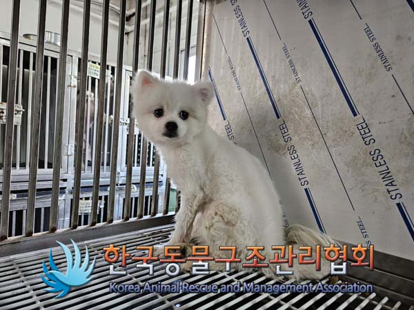 한국동물구조관리협회_411311202401004