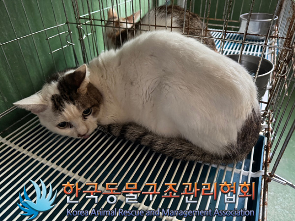 한국동물구조관리협회_411315202400611