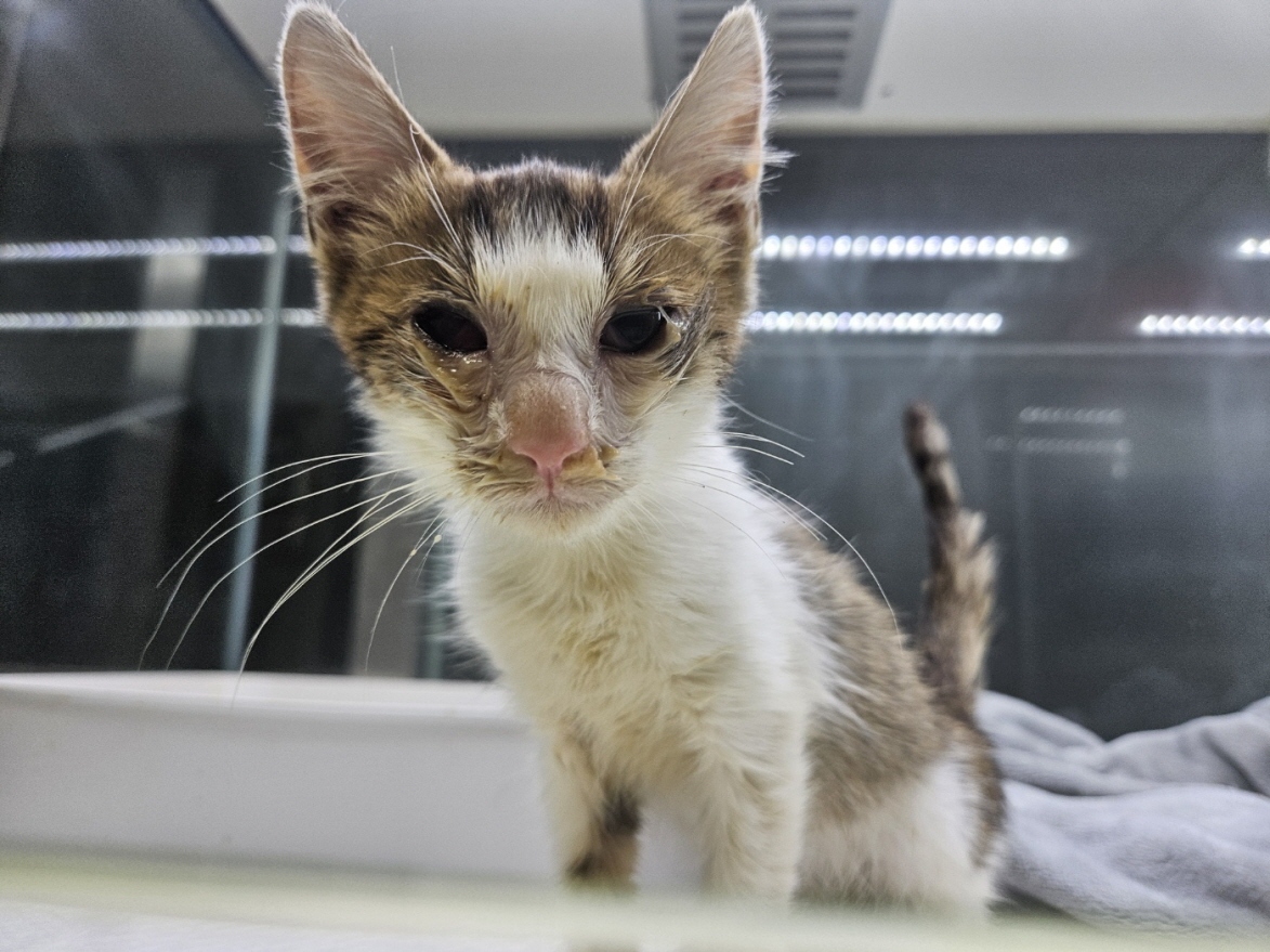 보령길고양이보호협회_444451202401238