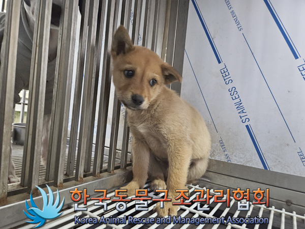 한국동물구조관리협회_441406202401986