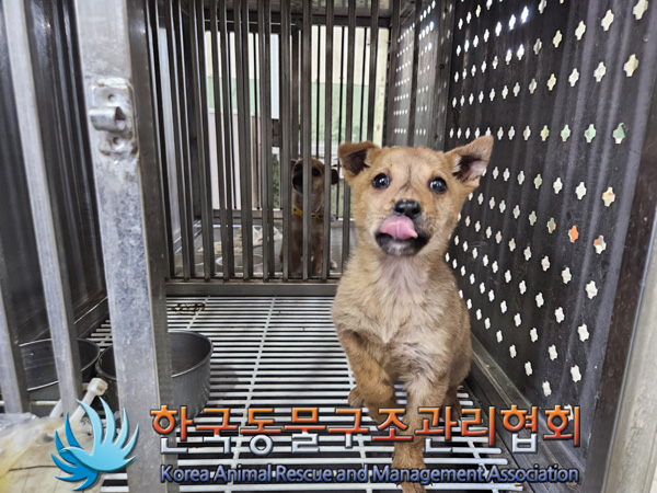 한국동물구조관리협회_441406202401985