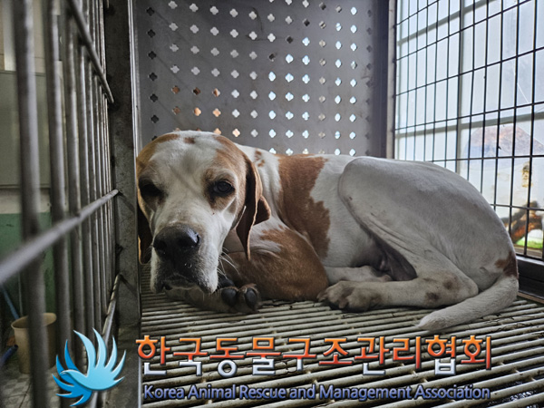 한국동물구조관리협회_441560202401359