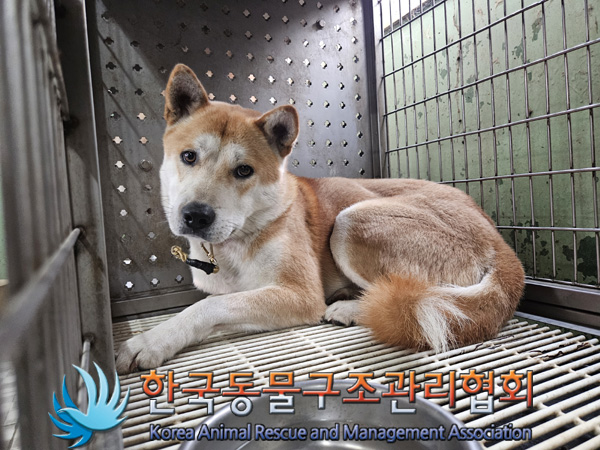 한국동물구조관리협회_441404202400615