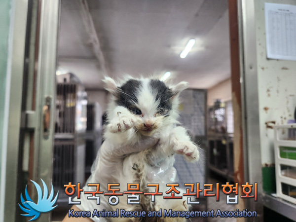 한국동물구조관리협회_411323202401075