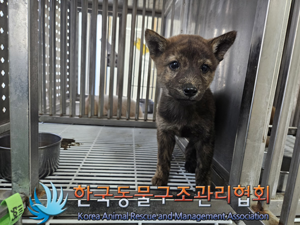 한국동물구조관리협회_441406202401988