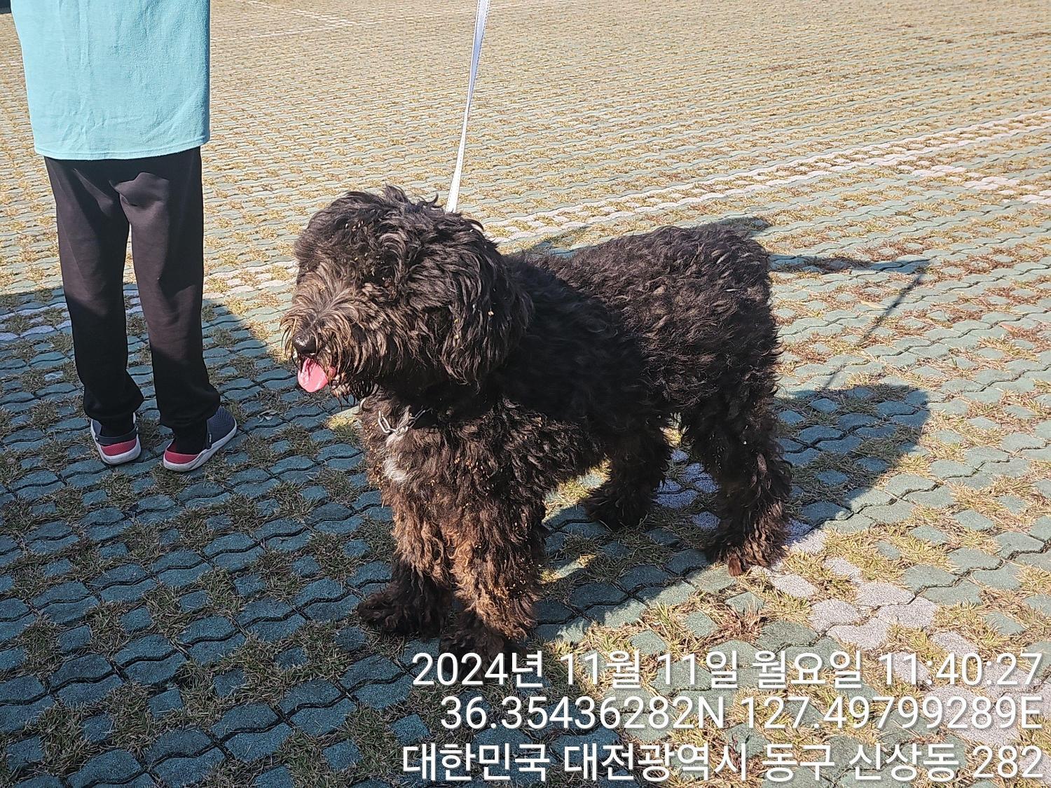 대전동물보호센터_430364202400792
