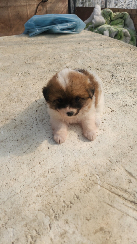 익산유기동물보호소_445468202403010