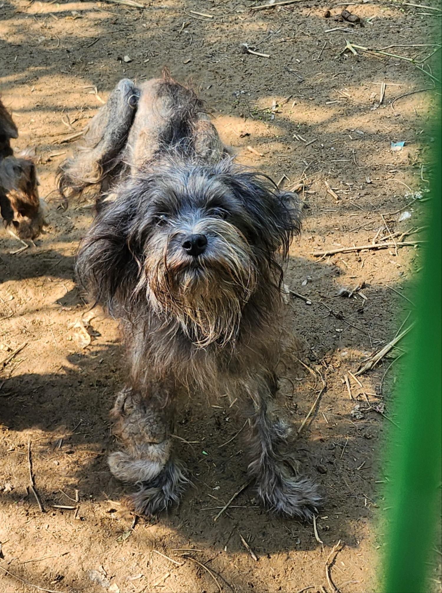 울산유기동물보호센터_431369202400671