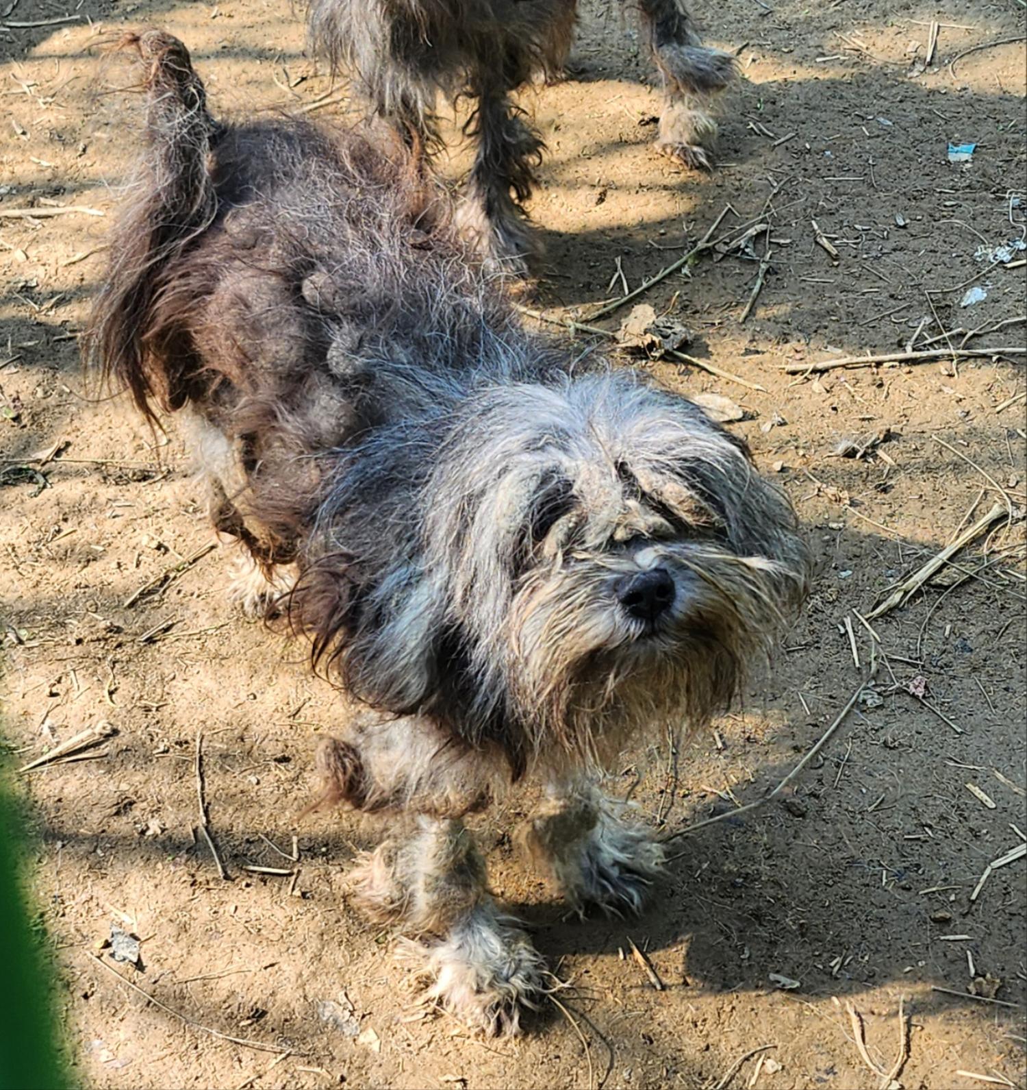 울산유기동물보호센터_431369202400675