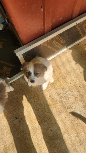 익산유기동물보호소_445468202403012