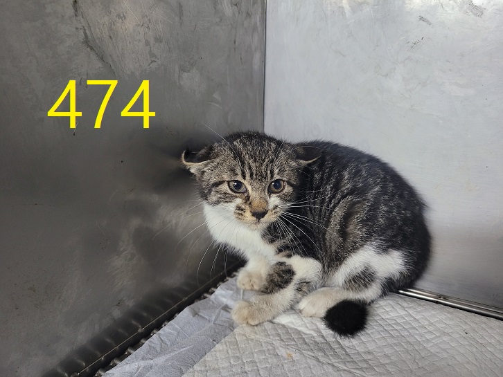 신영재동물병원_428355202400844