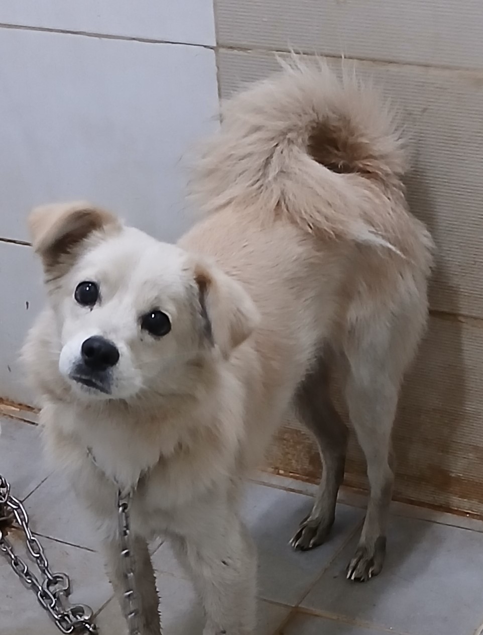 대구유기동물보호협회_427345202400746