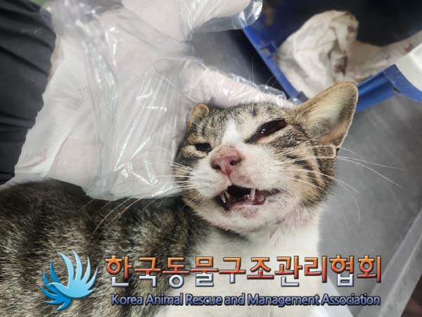 한국동물구조관리협회_441406202401999